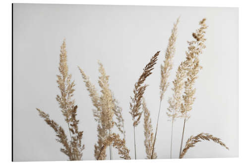 Cuadro de aluminio Golden pampas grasses