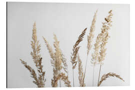 Aluminium print Golden pampas grasses