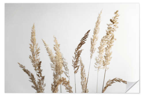 Wall sticker Golden pampas grasses