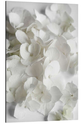 Cuadro de aluminio White flowers beauty - hydrangeas