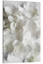 Aluminiumtavla White flowers beauty - hydrangeas