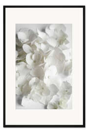 Gerahmter Kunstdruck Weiße Blüten Schönheit - Hortensien