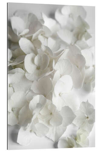 Galleritryk White flowers beauty - hydrangeas