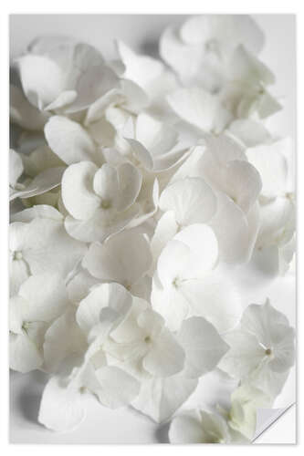 Sticker mural White flowers beauty - hydrangeas