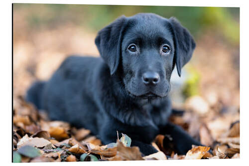 Tableau en aluminium Labrador Retreiver Puppy