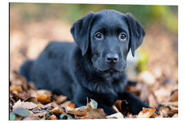 Alubild Labrador Retreiver Welpe