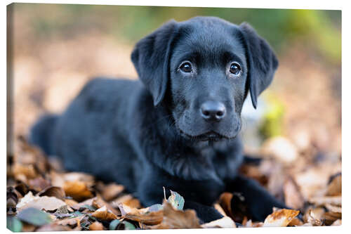 Quadro em tela Labrador Retreiver Puppy