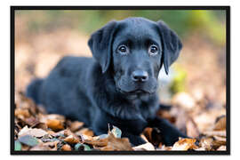 Gerahmter Kunstdruck Labrador Retreiver Welpe