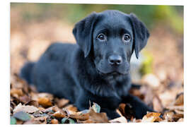 Foam board print Labrador Retreiver Puppy