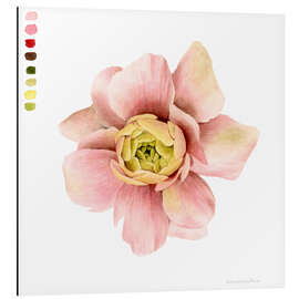 Stampa su alluminio Ranunculus Study I.