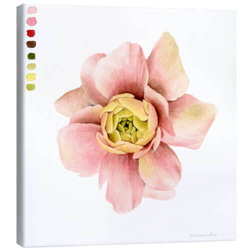 Canvas print Ranunculus Study I.