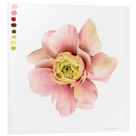 Foam board print Ranunculus Study I.