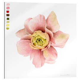 Gallery print Ranunculus Study I.