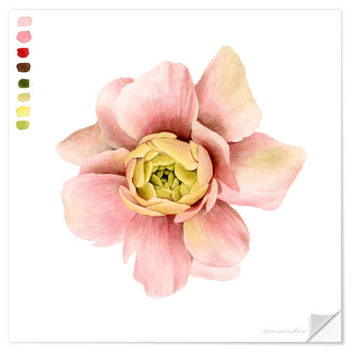 Muursticker Ranunculus Study I.