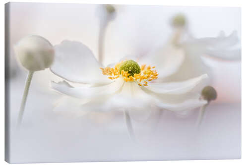 Canvas print Dreamy Anemone