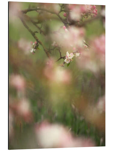 Quadro em alumínio Enchanted apple blossoms