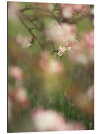 Tableau en aluminium Enchanted apple blossoms