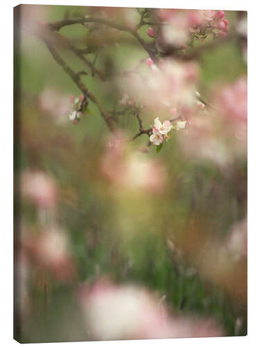 Leinwandbild Verzauberte Apfelblüten