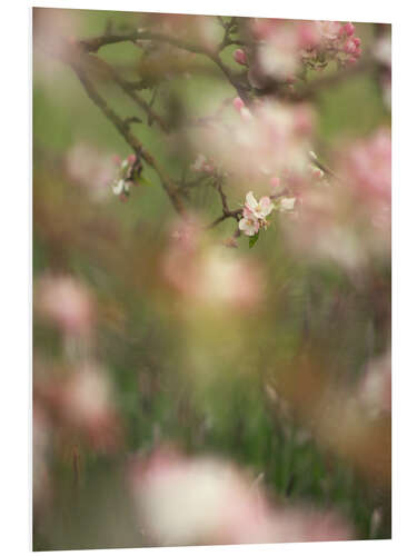 Foam board print Enchanted apple blossoms