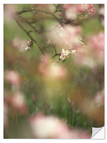 Selvklebende plakat Enchanted apple blossoms