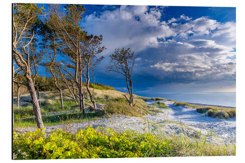 Aluminium print On the west beach on the Darß