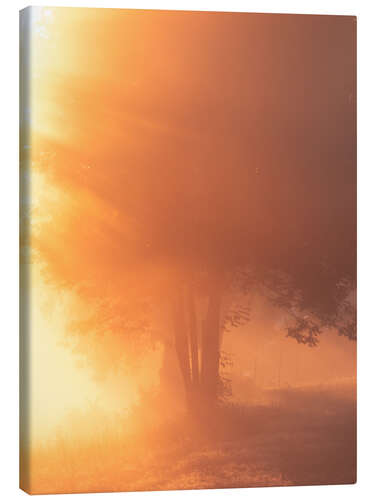 Canvas print Sunrise mist