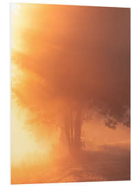 Foam board print Sunrise mist