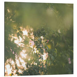 Magnettafel Verzauberter Rosengarten