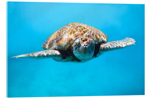 Acrylglas print Green sea turtle