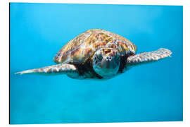 Aluminium print Green sea turtle