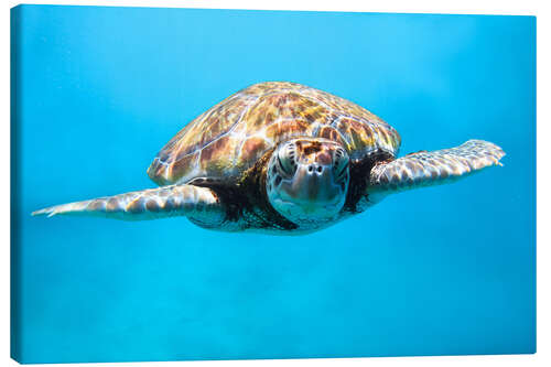 Tableau sur toile Green sea turtle