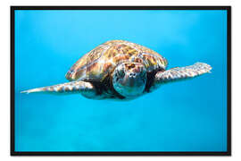 Gerahmter Kunstdruck Grüne Meeresschildkröte