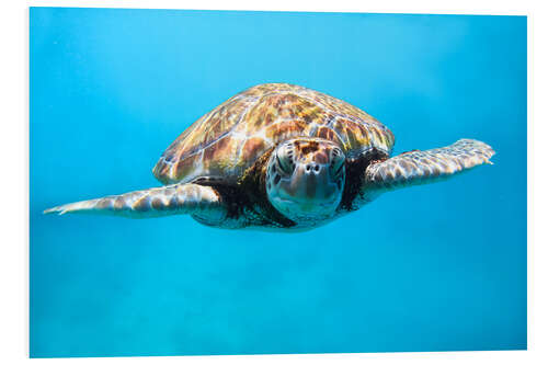 Tableau en PVC Green sea turtle