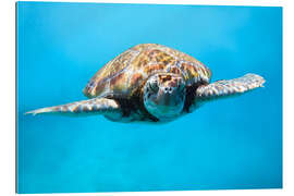 Gallery print Green sea turtle