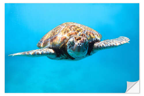 Adesivo murale Green sea turtle