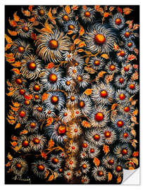 Självhäftande poster Daisies, 1925-1930