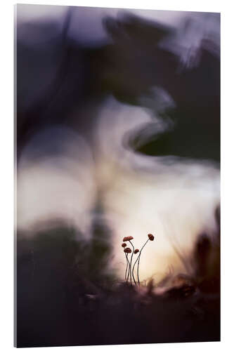 Cuadro de metacrilato Very small mushrooms in glorious light