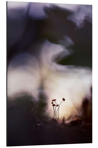 Stampa su alluminio Very small mushrooms in glorious light