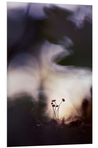 Foam board print Very small mushrooms in glorious light