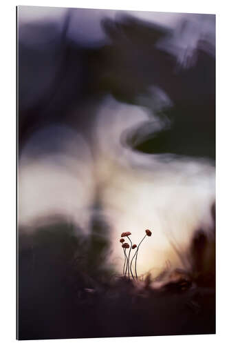 Gallery print Very small mushrooms in glorious light