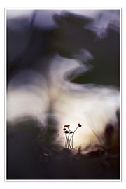 Wandbild  Ganz kleine Pilze in herrlichem Licht - Bob Daalder