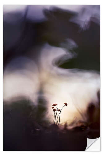 Självhäftande poster Very small mushrooms in glorious light