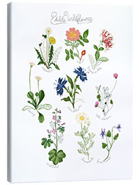 Canvas print Edible Wildflowers