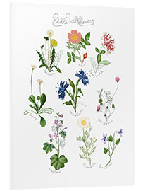 Foam board print Edible Wildflowers