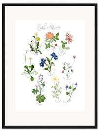 Gerahmter Kunstdruck Essbare Wildblumen (englisch)
