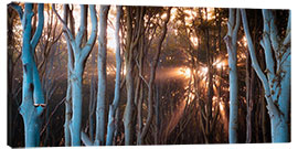 Canvas print Rays of light in the ghost forest