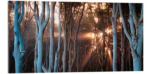 Gallery print Rays of light in the ghost forest