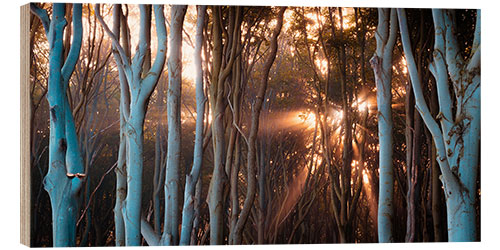 Puutaulu Rays of light in the ghost forest