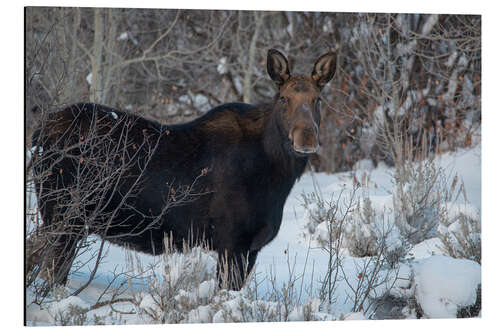 Aluminiumsbilde Cow Moose portrait in winter