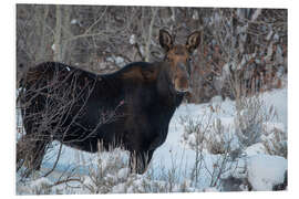 Quadro em PVC Cow Moose portrait in winter